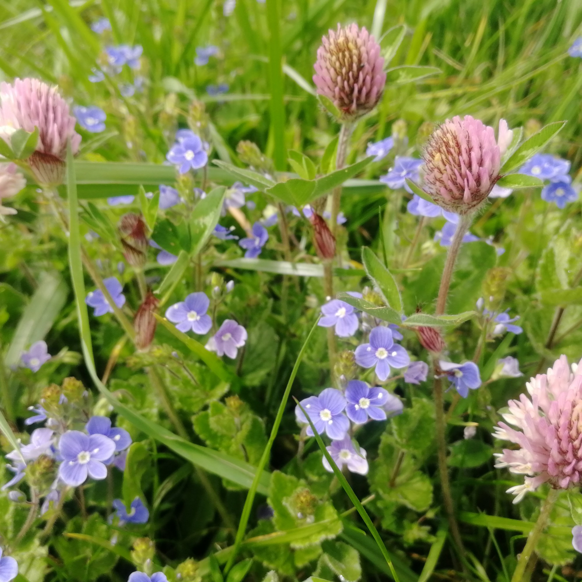 Ali Barrett - Red Clover and Speedwell