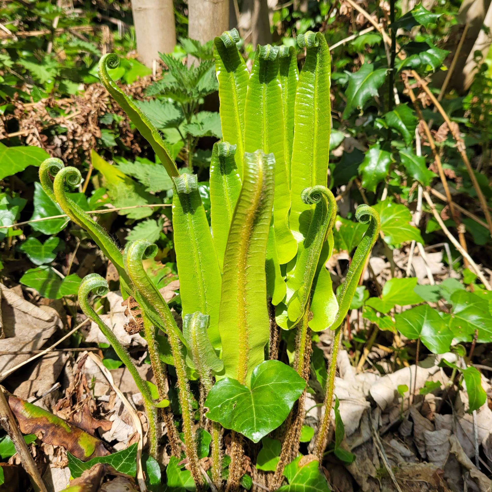 Jackie Terrett - Harts Tongue FernJackie Terrett - Harts Tongue Fern