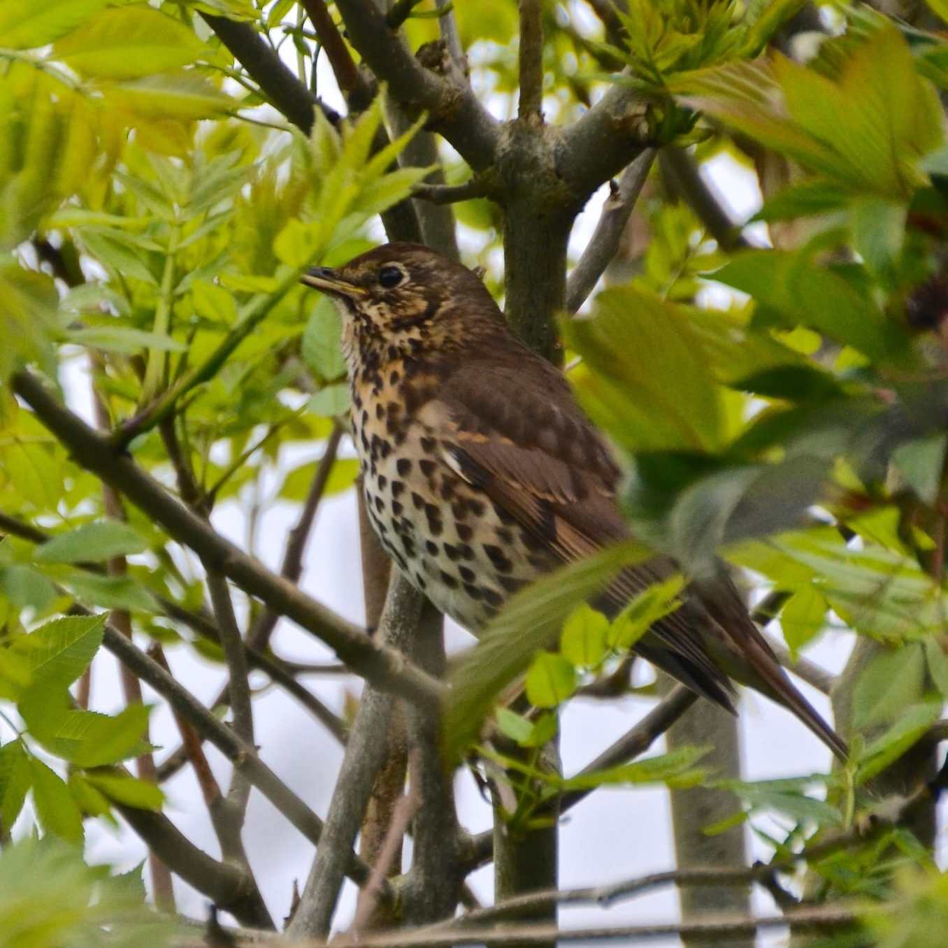 Jackie Terrett - Song Thrush
