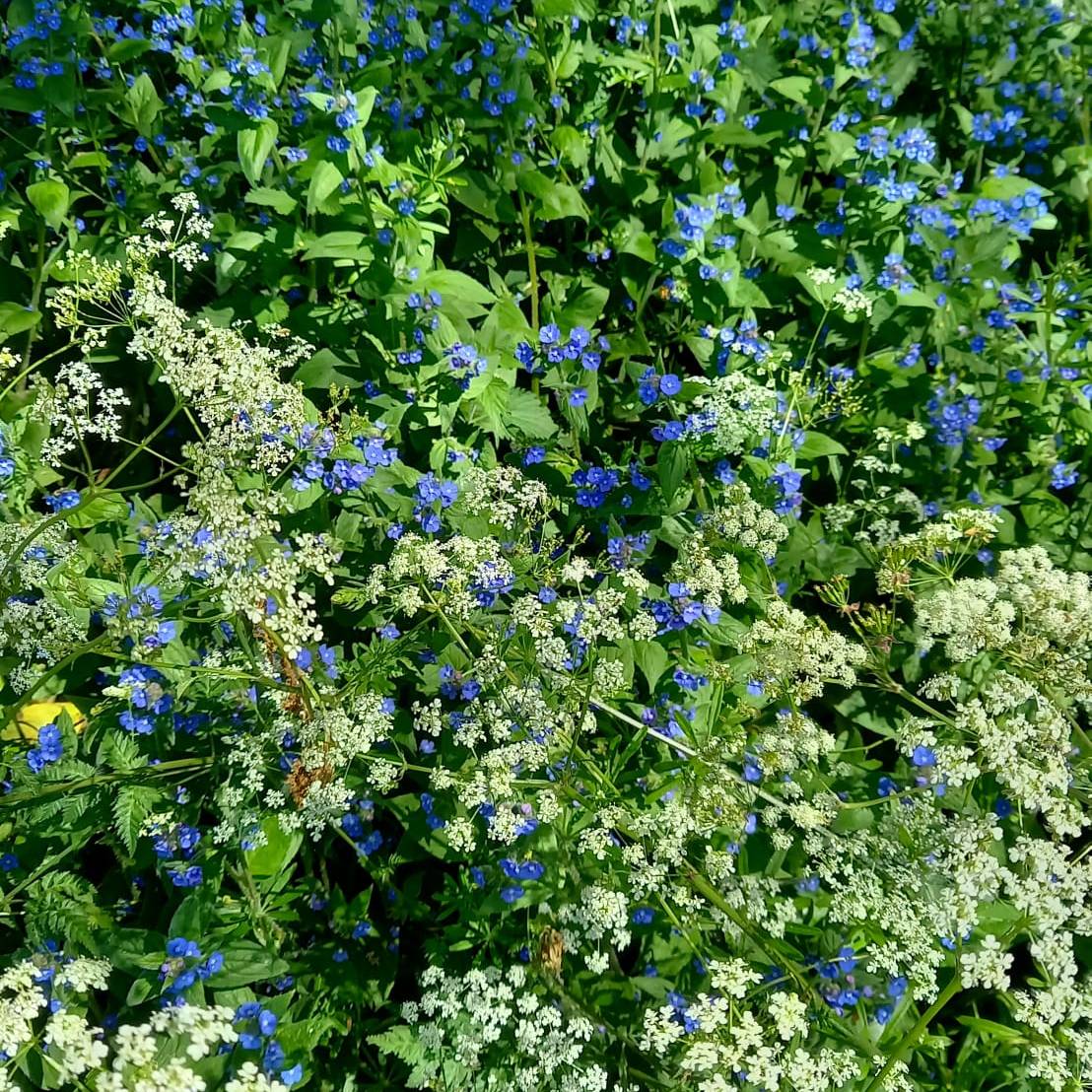 Peter Mcsweeney - Green Alkanet and Cow Parsley