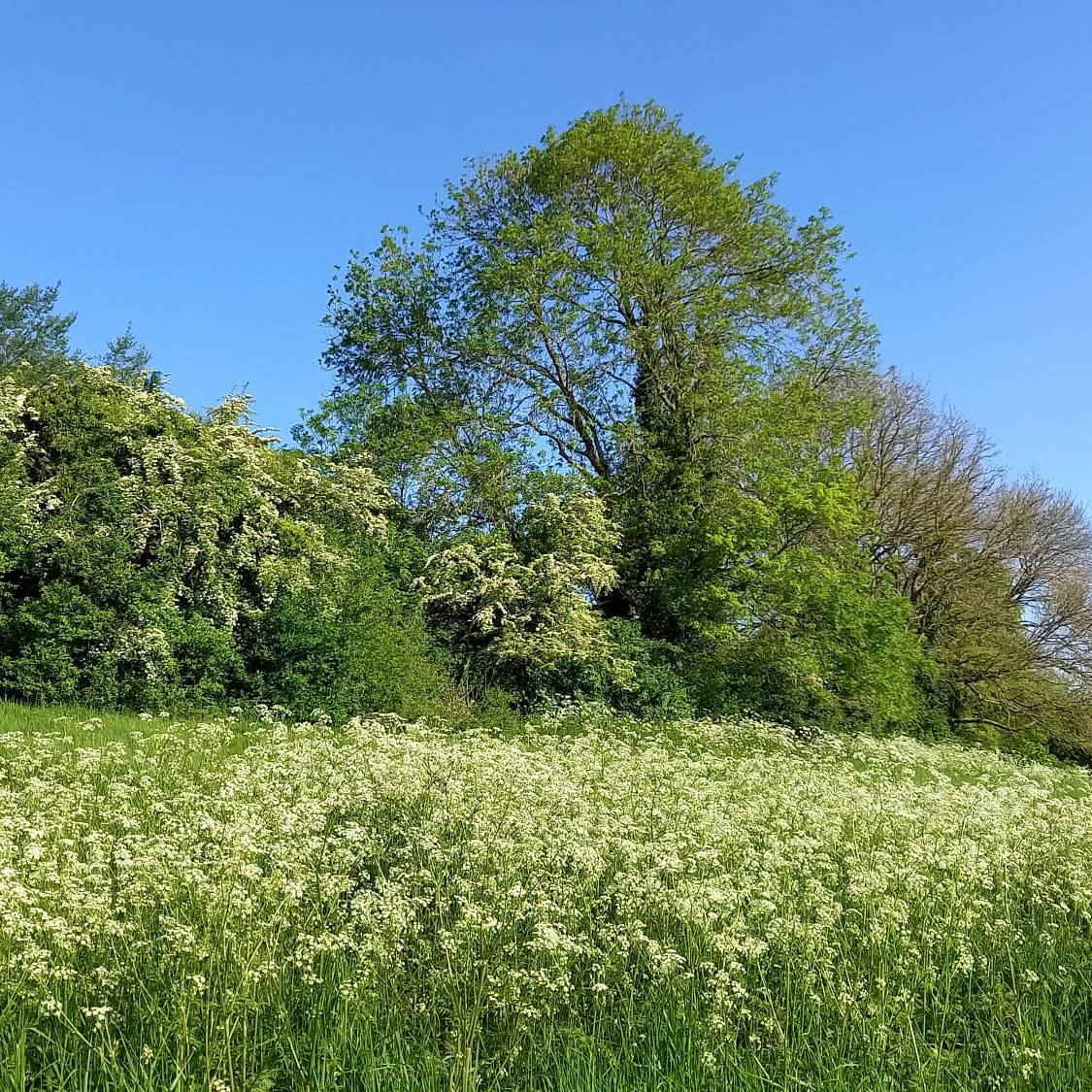 Peter Mcsweeney - Carpet of Cow-Parsley