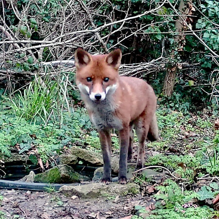 Fabulous Fox - Camera Trap