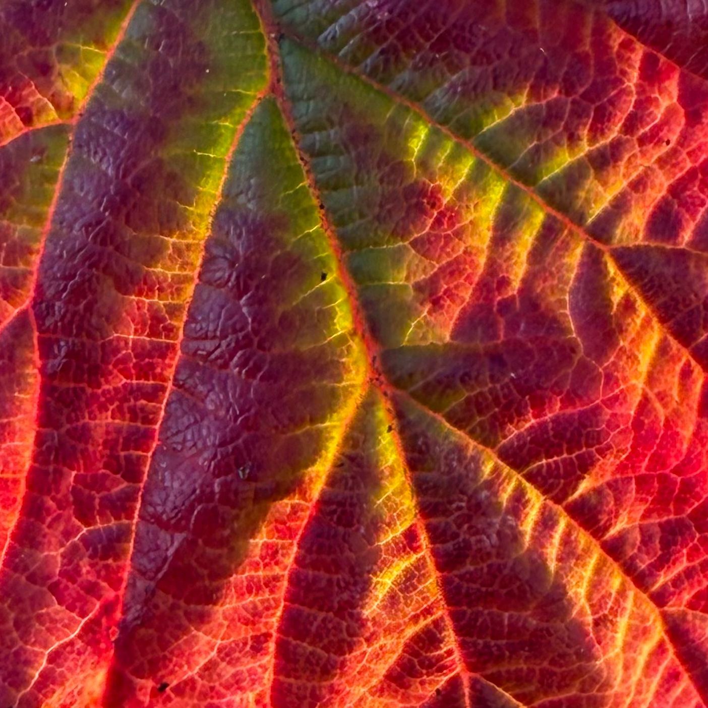 Mountain Range (in a leaf) - Nikki Terrett