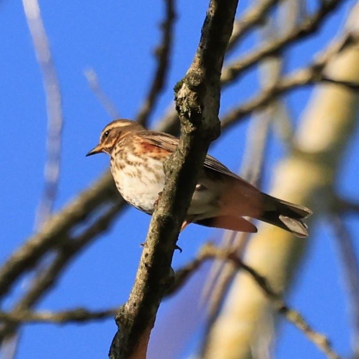 Redwing - Claire McCormick