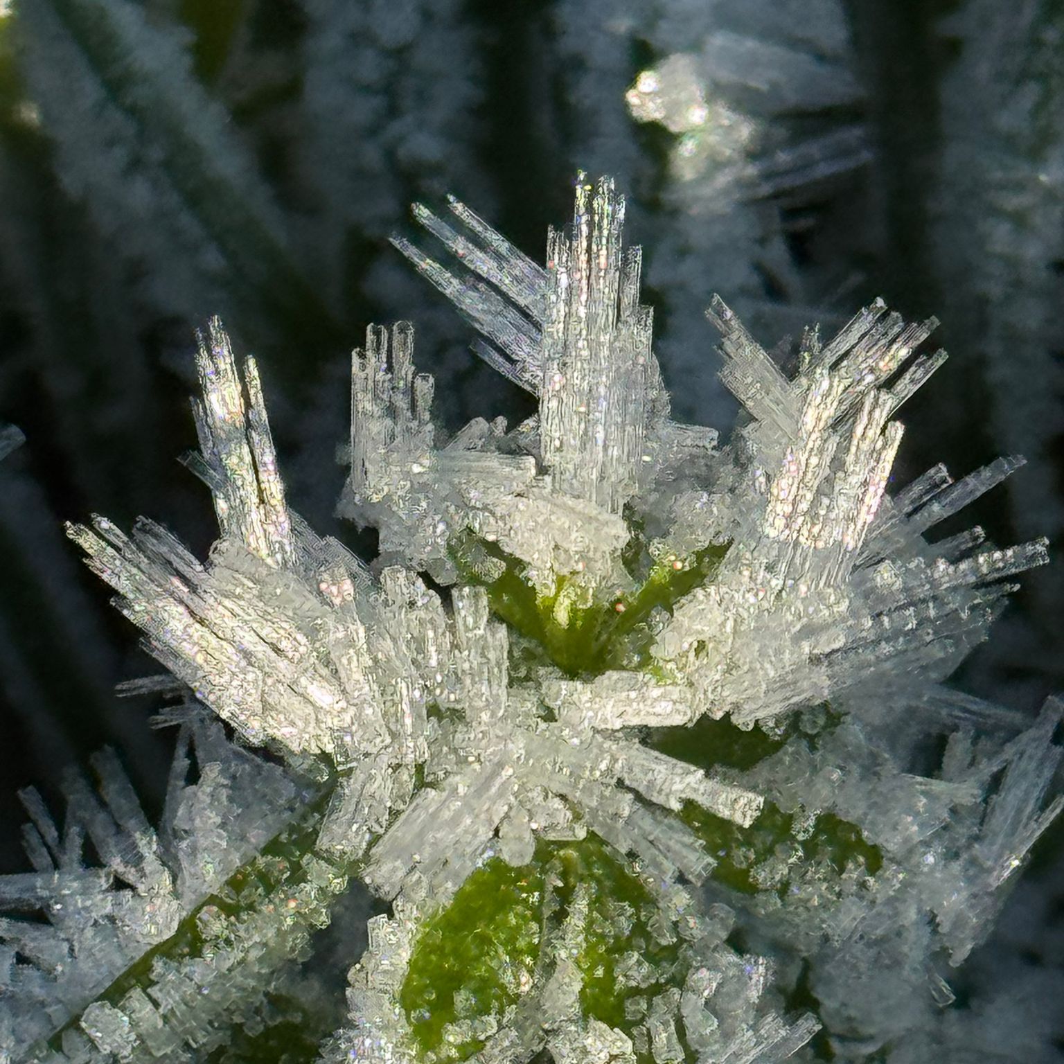 The Shards - Claire McCormick