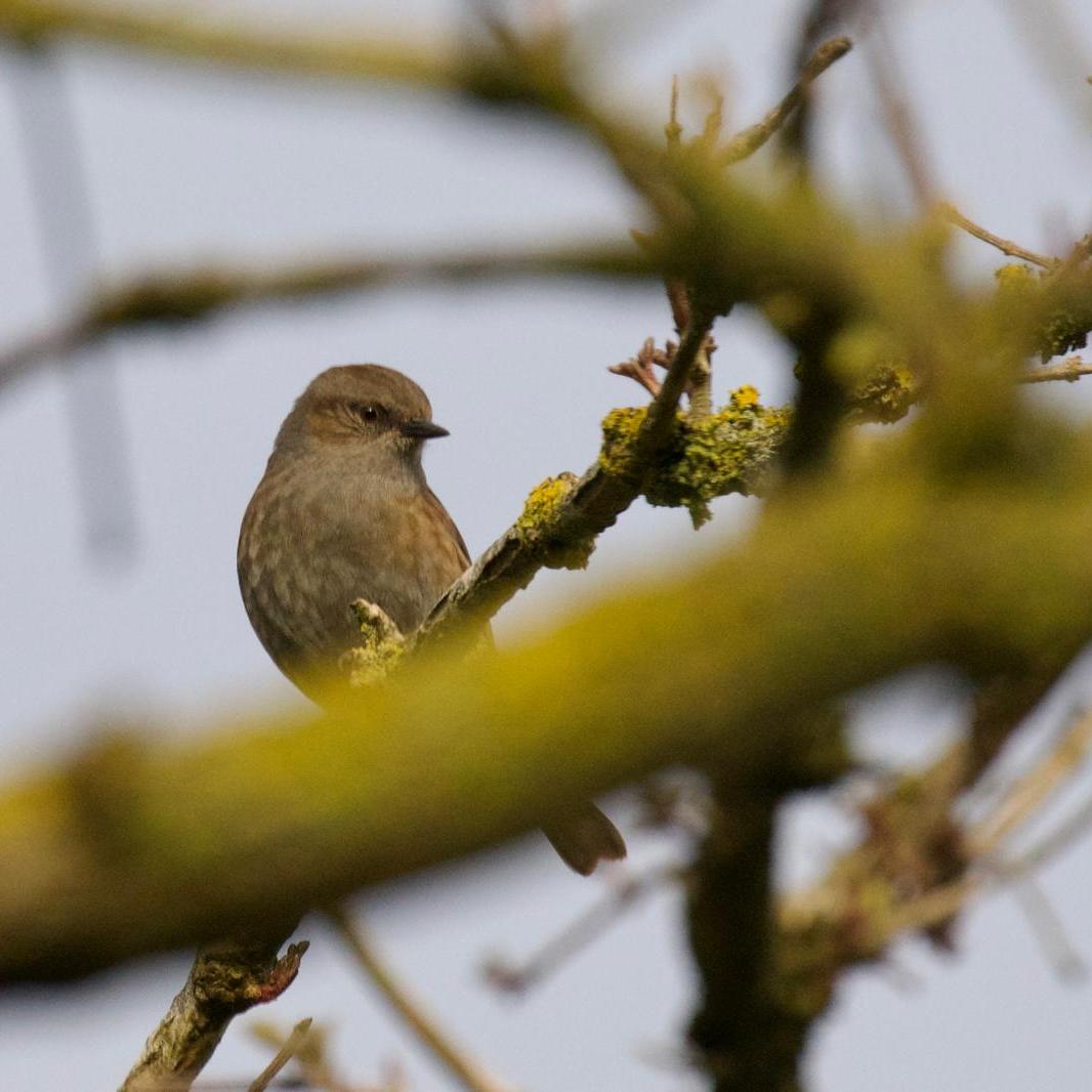 Dunnock - Claire McCormick