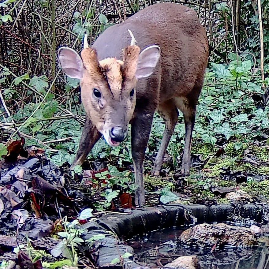 Muntjac Buck - Camera Trap