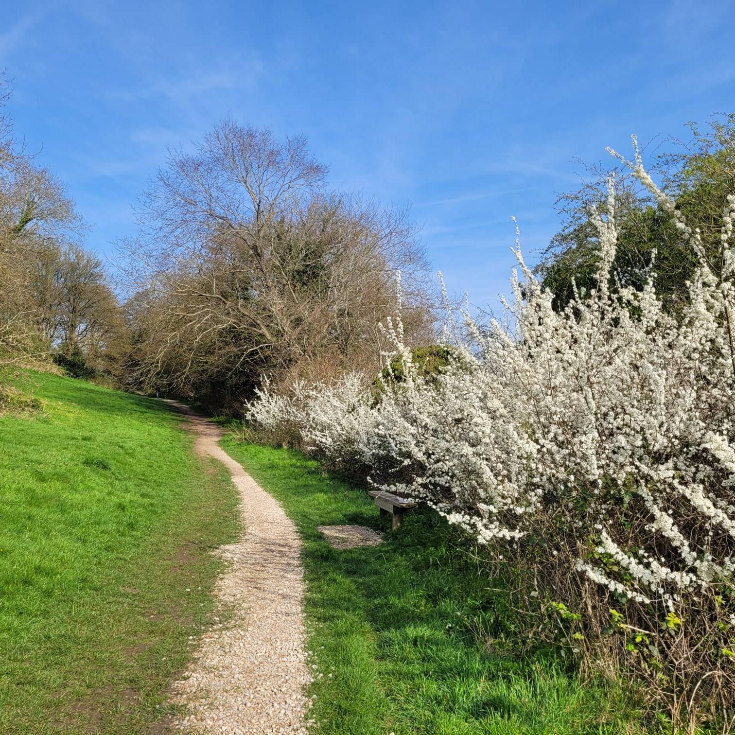 South Field Blackthorn hedge - Jack Terrett