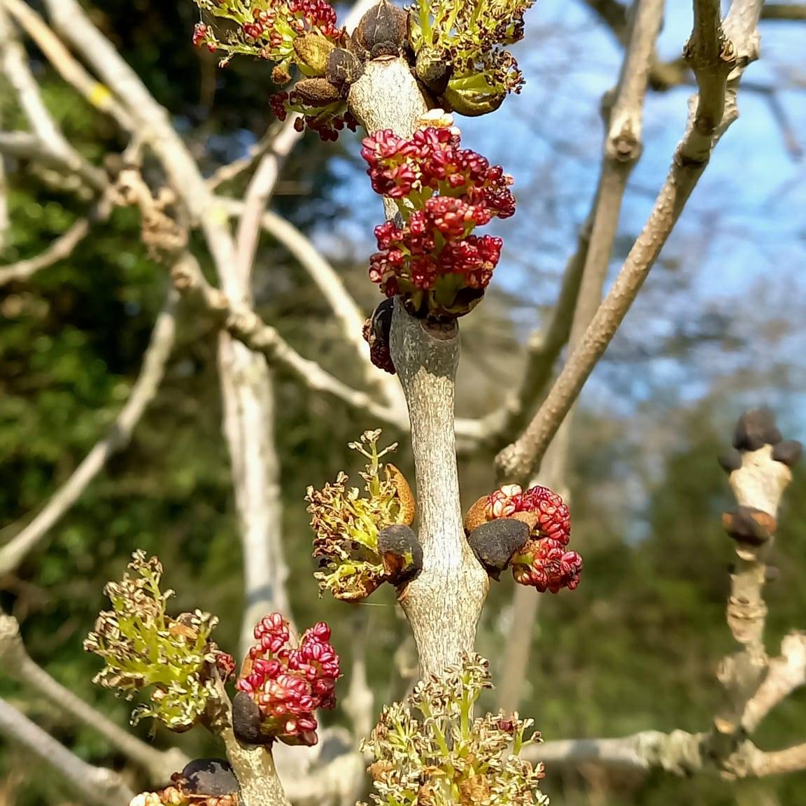Ash “flowers” emerging - Pete McSweeney