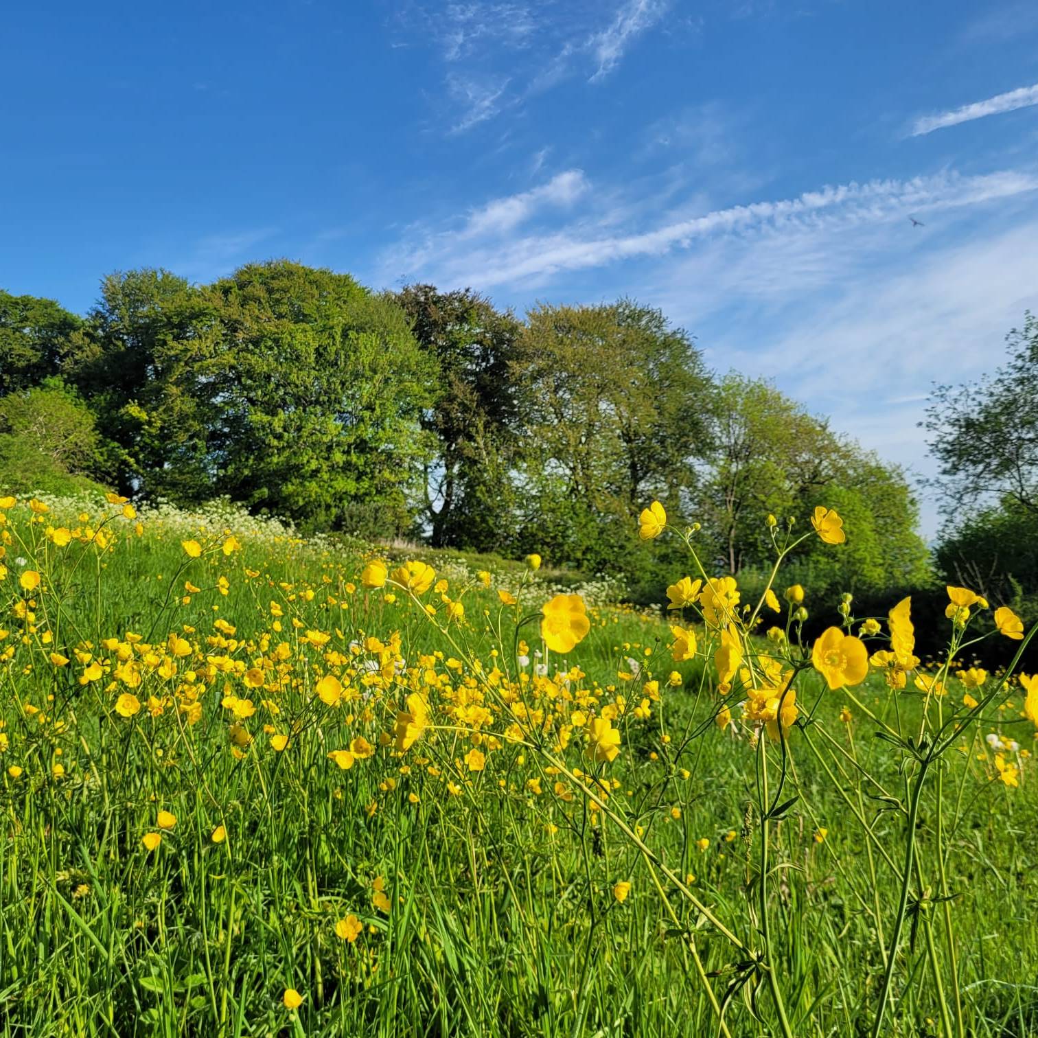 Buttercups - Jack Terrett