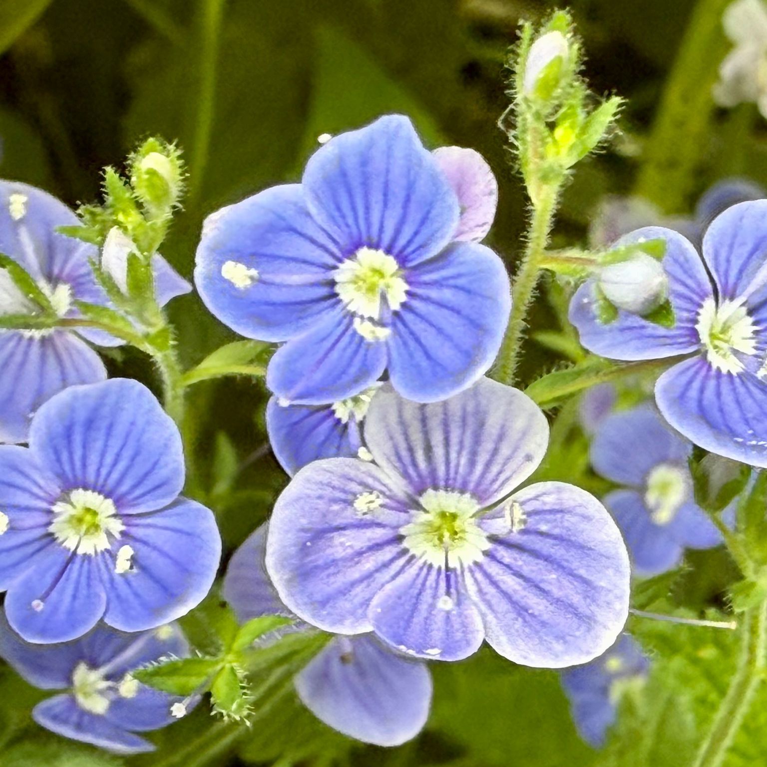 Germainder speedwell - Nikki Terrett
