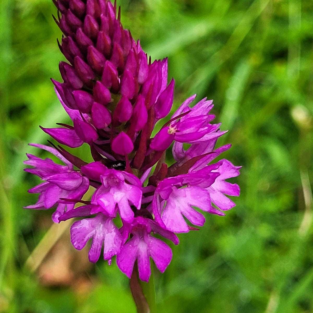 Shocking Pink Pyramidal Orchid - Jack Terrett