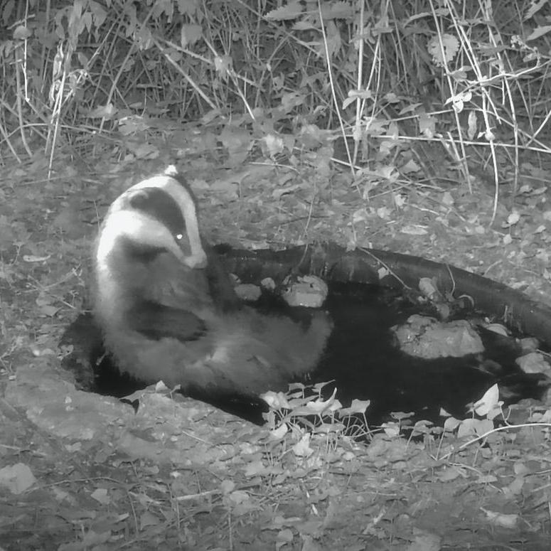Badger Spa - Camera Trap