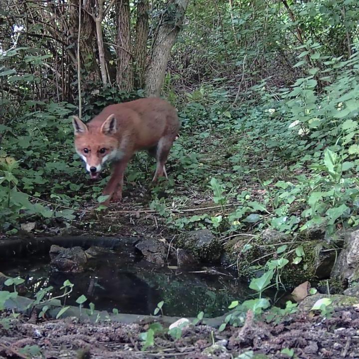 Thirsty Work - TF3 Camera Trap