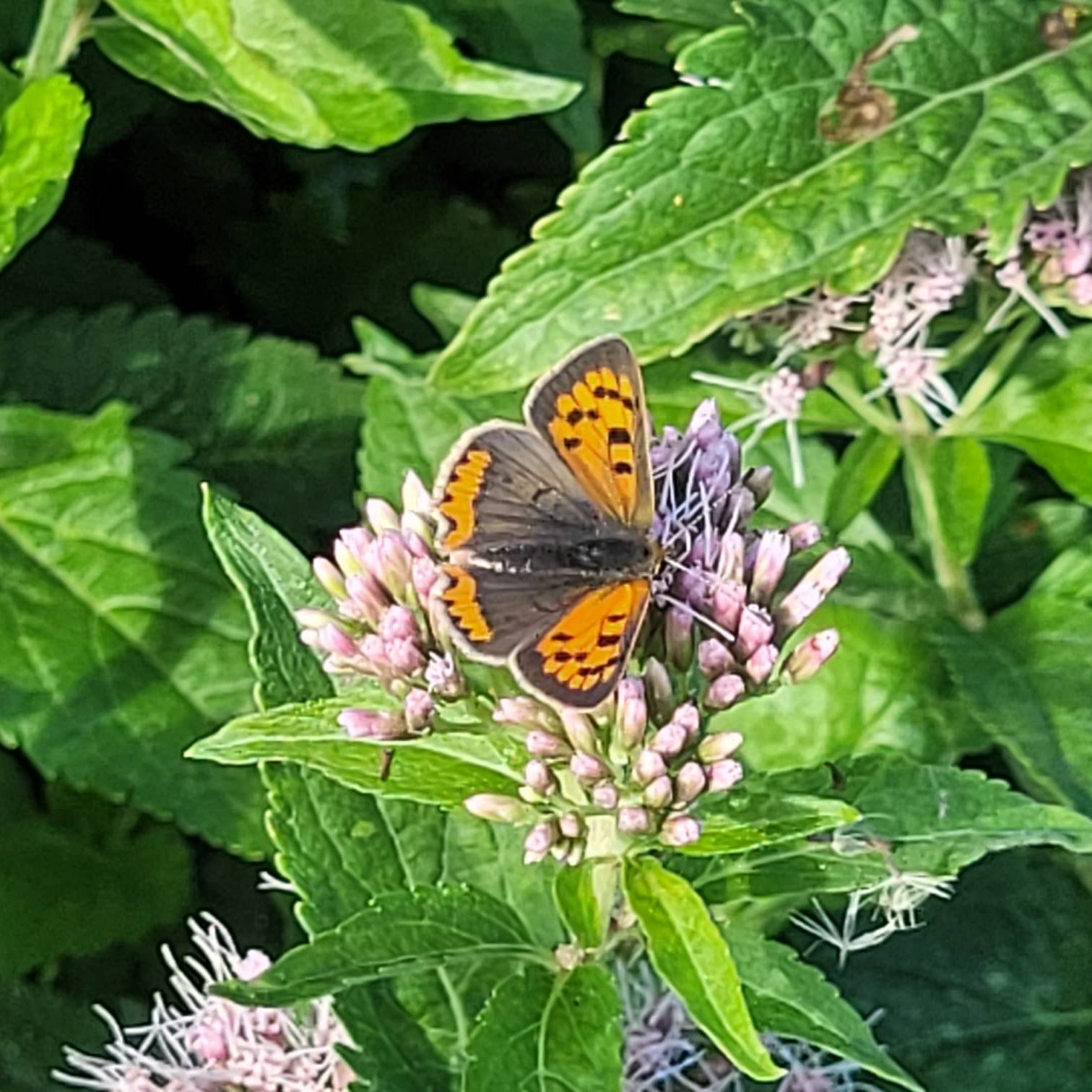 Small Copper on (new!) Hemp Agrimony - Jack Terrett