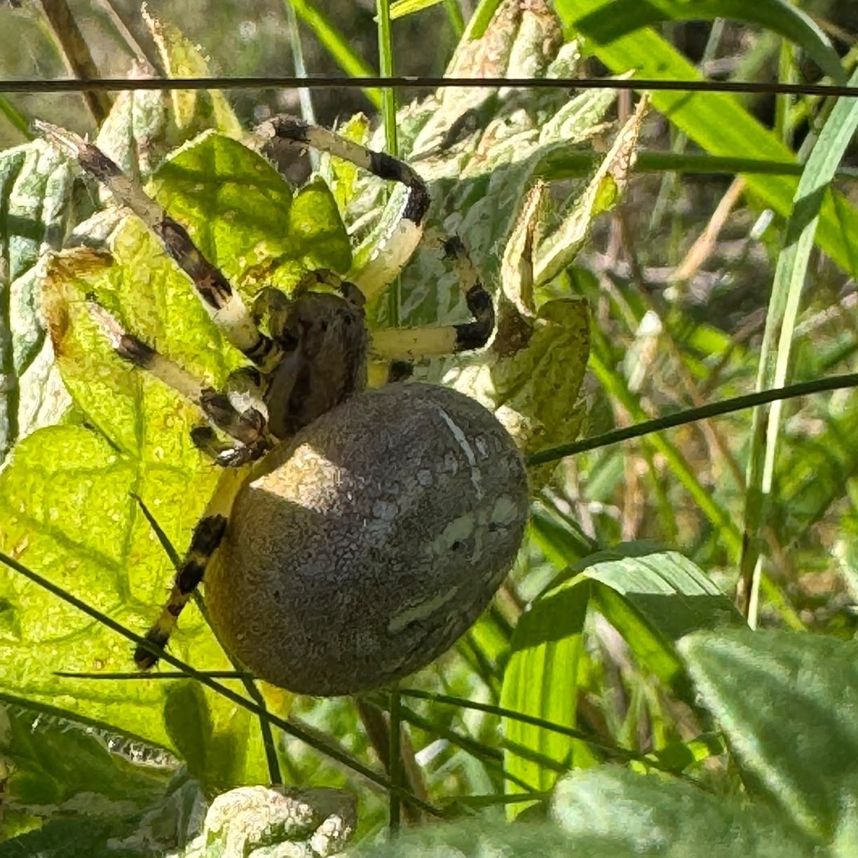 Four-spot Orb Weaver - Steve Marshall